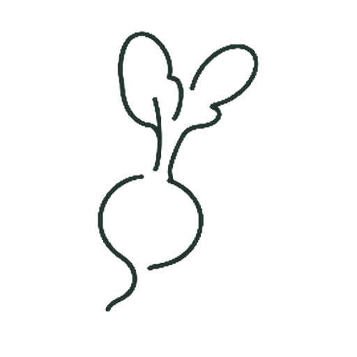 はつかだいこん