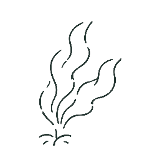 わかめ